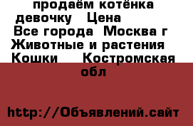 продаём котёнка девочку › Цена ­ 6 500 - Все города, Москва г. Животные и растения » Кошки   . Костромская обл.